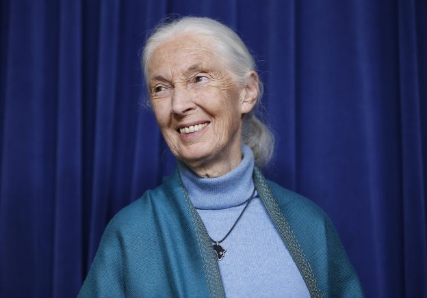 Discover Nature’s Sacred Power: Jane Goodall’s Proven Insight through a Dharmic Lens
