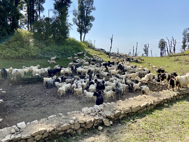 Herd of goats and sheep gathered in a low stone pen on a grassy Himalayan slope under a clear blue sky, along the trail to Nachiketa Tal; a serene moment of Living Dharma himalaya travel.