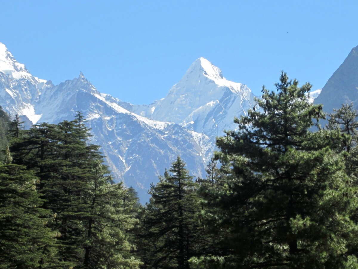 Snow-clad Himalayan peaks rise above a dark green pine forest under a clear blue sky near Gangotri on the trail to Gaumukh, capturing the serene, high-altitude landscape of the Hindu Himalaya.