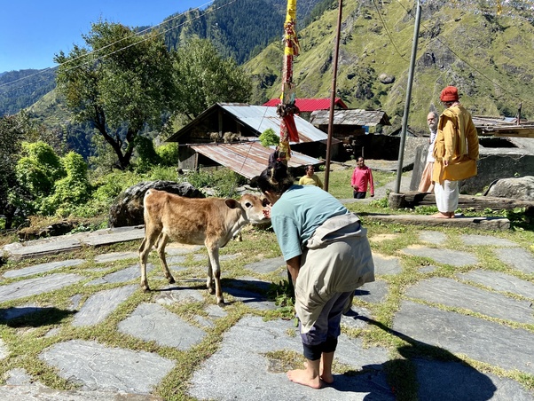 Stone courtyard in Gangnani village, Himalaya, where a traveler bends to greet a calf near a prayer flag, with villagers, tin‑roofed houses, and green mountains rising beneath a bright blue sky.