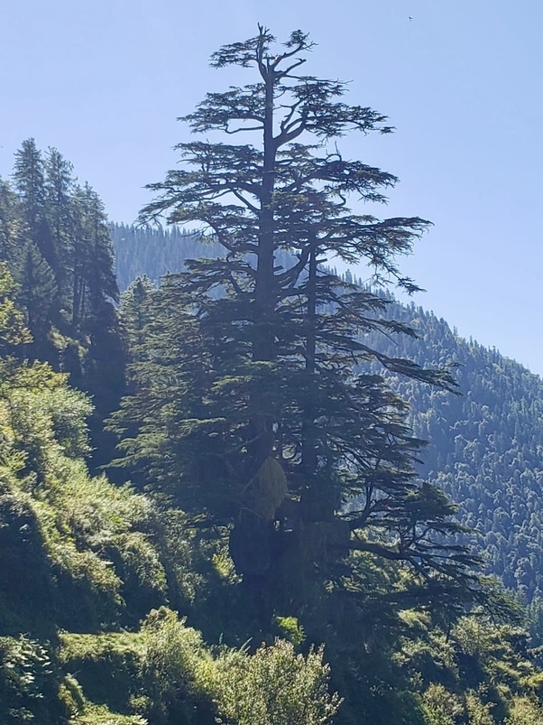 Towering conifer on a sunlit slope near Gangnani in the Hindu Himalaya, its tiered branches silhouetted against blue sky and distant forested ridges, capturing the calm of mountain travel.