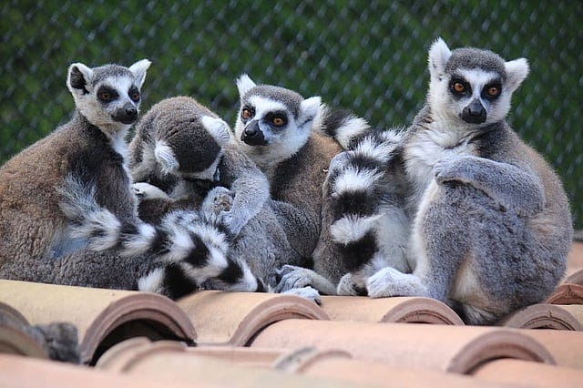 Ring‑tailed lemurs huddle on terracotta roof tiles, striped tails intertwined, alert amber eyes, with a blurred chain‑link fence behindMadagascar primates resting together.