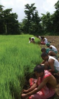 Cradled by Prakriti: A Dharmic and Science-Backed Guide to Caring for Mother Nature