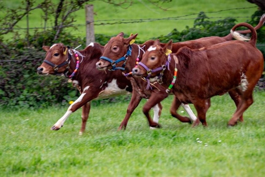 Channel 5 Captures Ahimsa Farming at New Gokul: Hand-Milking, Oxen Power, Spring Renewal