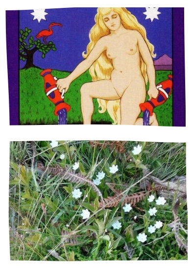 Collage of the Star Tarot card above white European Starflower in grass, linking botanical life with nature meditation and kabbalah courses.