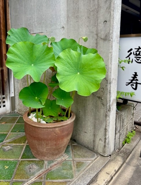 Green lotus leaves in a clay pot outside a Kyoto building, linking Gion Matsuri travel with guru yoga, Awakening, and finding a spiritual mentor.