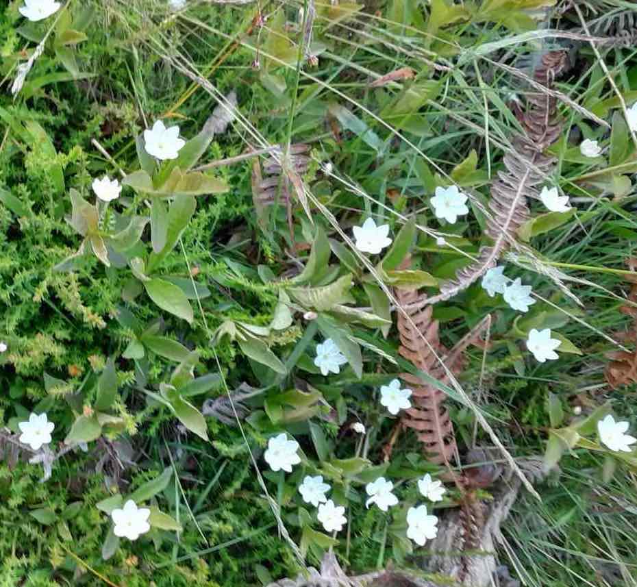 Small white European Starflower blooms scattered among moss, grasses, and fern fronds, evoking botanical life and nature meditation on the Star Tarot.