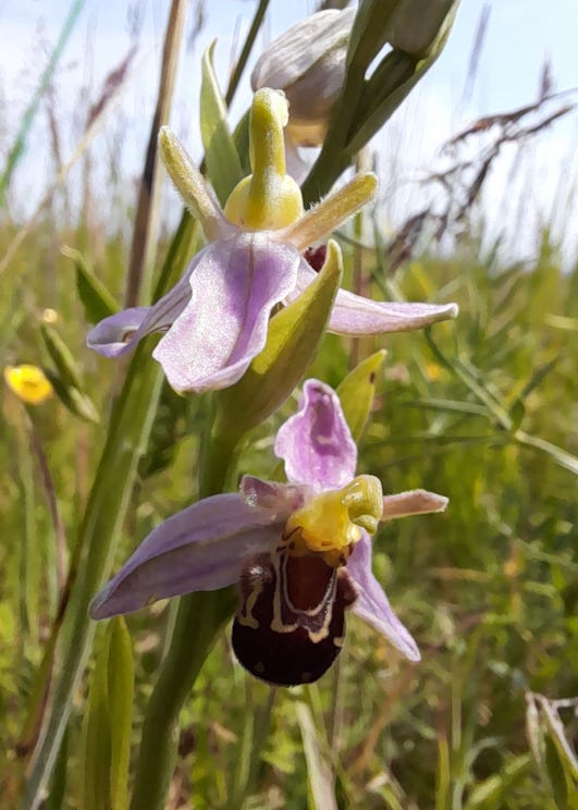 Close-up of bee orchid flowers in meadow grass, part of a botanical life reflection on European Starflower, nature meditation, and the Star Tarot card