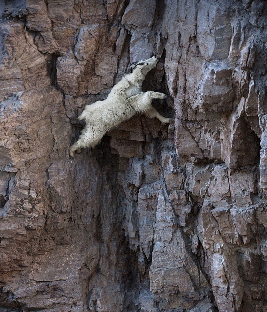 White mountain goat climbing a steep rocky cliff, symbolizing Capricorn, Saturn discipline, and Astro-Dharma mastery on the path of awakening