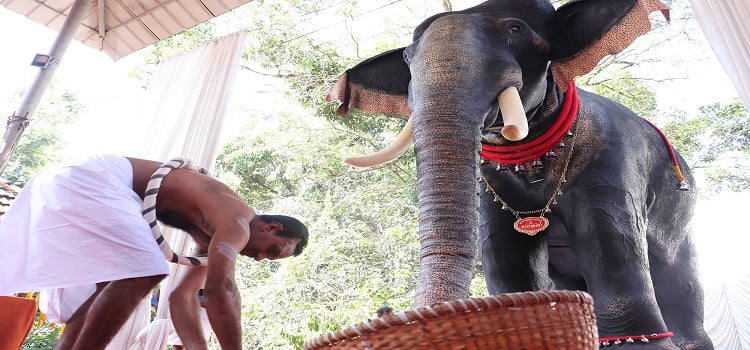 Decorated temple elephant beside a Hindu attendant, illustrating Kerala’s Robotic Temple Elephants debate on cruelty-free rituals and ganesh traditions