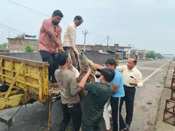 तुलसीपुर में घायल गौवंश का जीवनरक्षक अभियान: सेवा, समन्वय और करुणा की मिसाल
