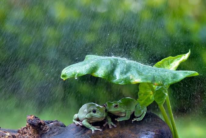 Two green frogs huddle on a rain-soaked log beneath a broad leaf during heavy rainfall, evoking Bharat’s monsoon and Hindu Dharma’s reverence for nature.