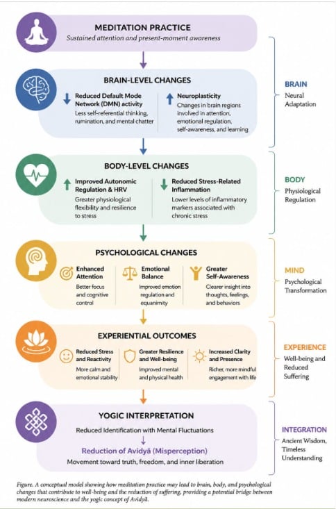 Infographic tracing meditation practice through neuroscience, body and psychological changes to well-being, clarity and reduced Avidyā in Yoga philosophy.