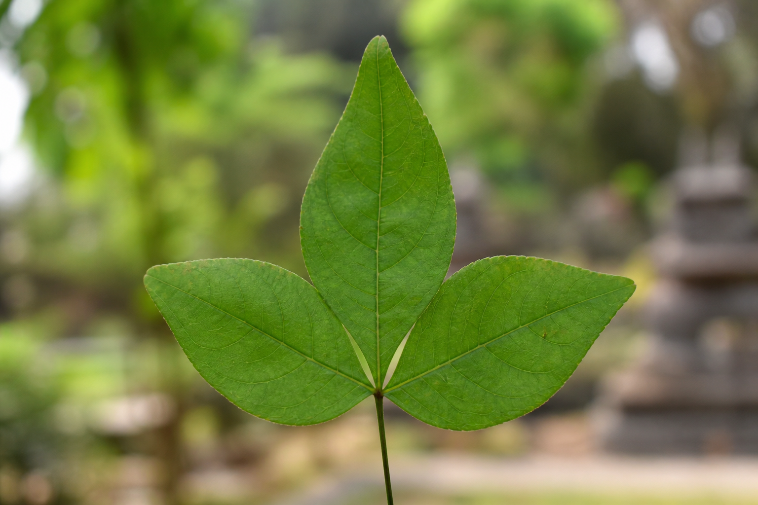 Close-up of a Bilva leaf showing three green leaflets joined at one stem against a blurred garden background.