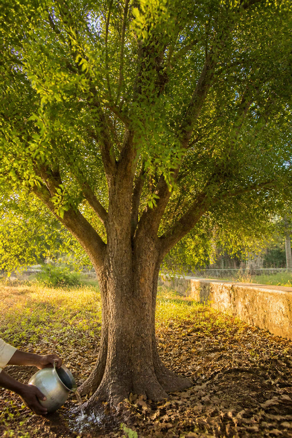 A mature Bilva tree grows in a temple garden while a gardener waters the soil around its roots.