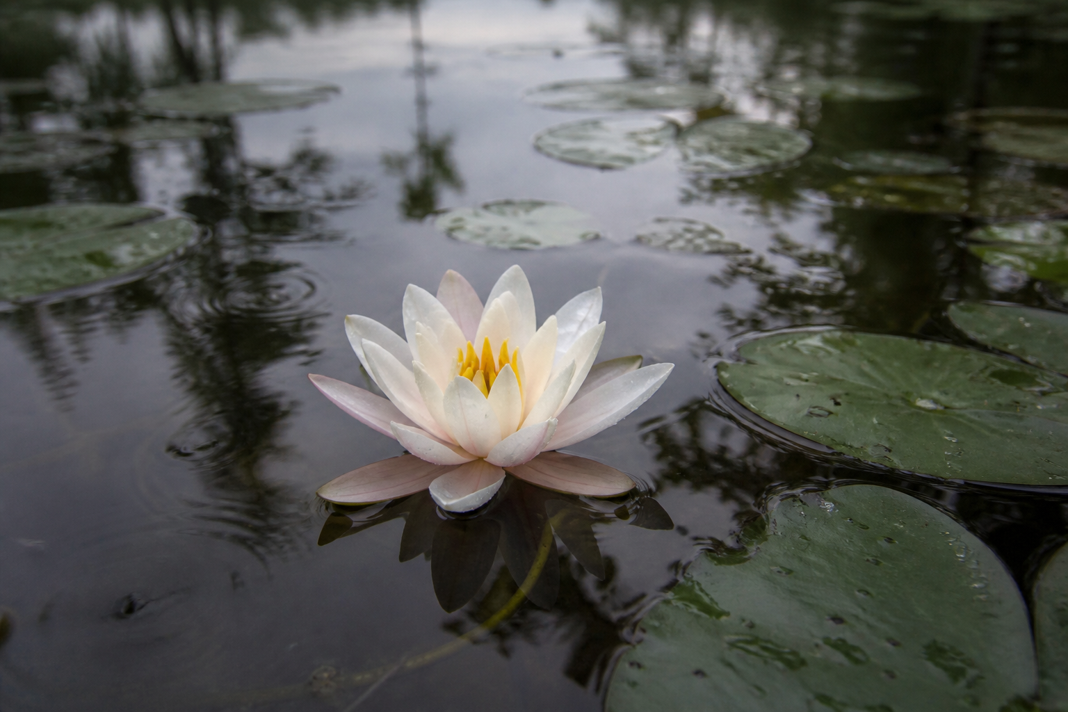 A white and pale pink shaluk water lily blooming among round leaves on a rain-fed pond in Bengal.